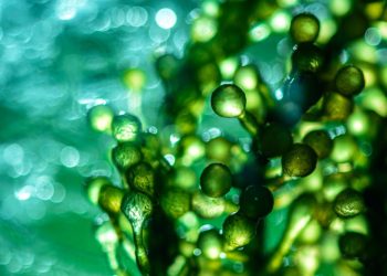 biocombustible