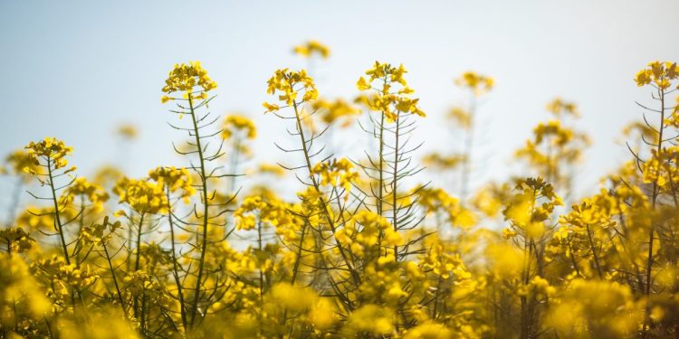 Canola