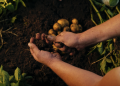 Plantación de patatas con fertilizante de hidrógeno verde PepsiCo Fertiberia