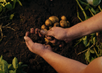 Plantación de patatas con fertilizante de hidrógeno verde PepsiCo Fertiberia