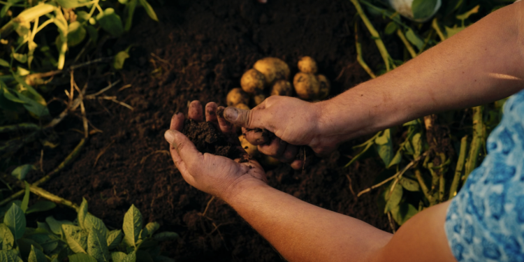 Plantación de patatas con fertilizante de hidrógeno verde PepsiCo Fertiberia