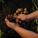 Plantación de patatas con fertilizante de hidrógeno verde PepsiCo Fertiberia